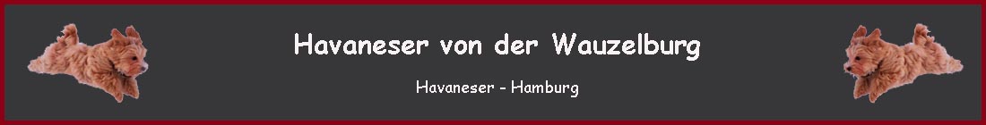 Havaneser Hamburg Banner
