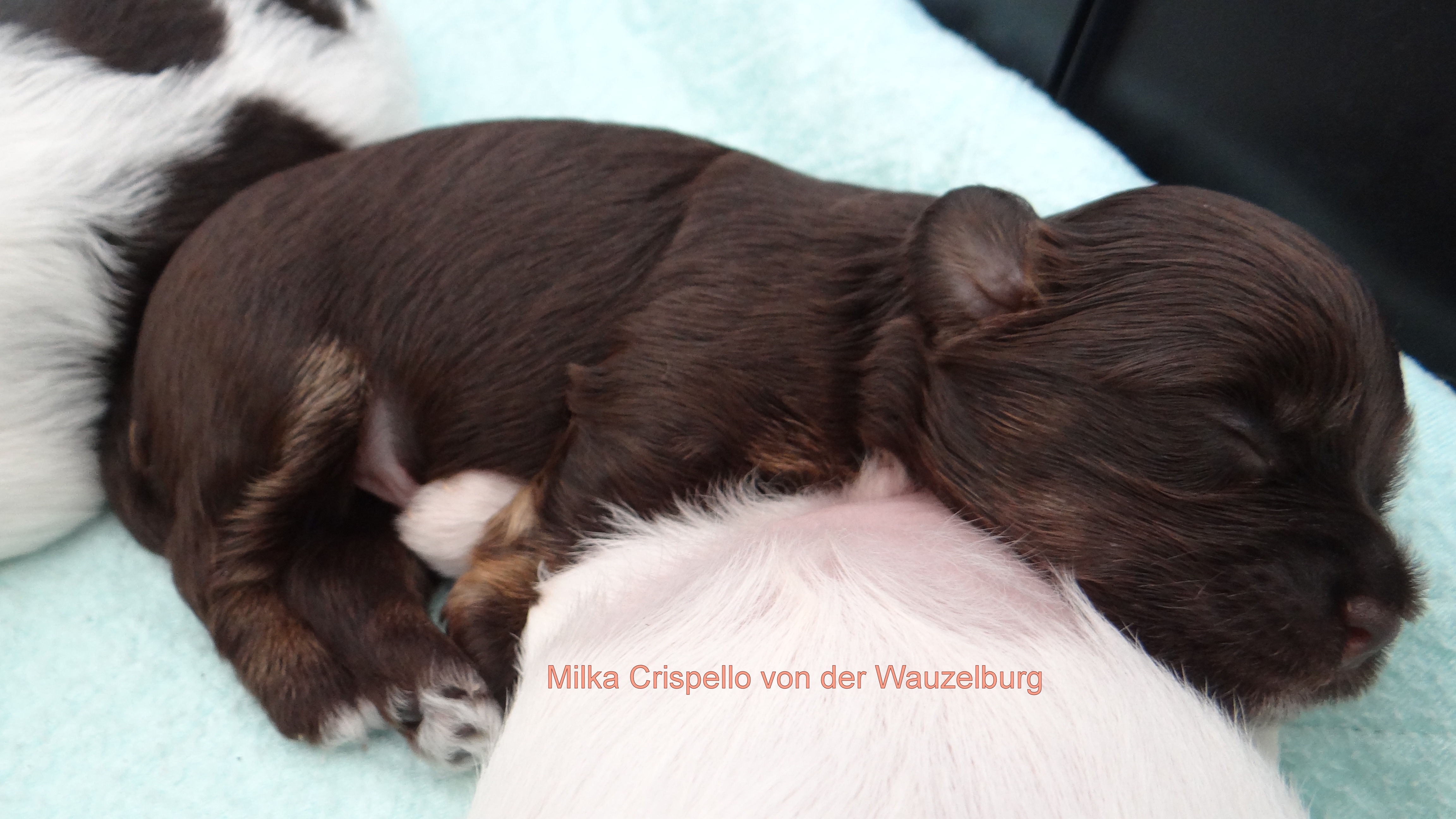 Milka Crispello von der Wauzelburg2