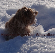 Havaneser von der Wauzelburg Havaneser Hamburg red chocolate Havaneser Hamburg Jipsie versinkt im Schnee 2