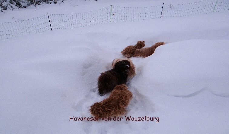 Havaneser von der Wauzelburg Havaneser Hamburg Im Schnee vorher Havaneser von der Wauzelburg 