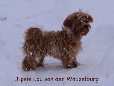 Havaneser von der Wauzelburg Havaneser Hamburg red Jipsie Lou von der Wauzelburg im Schnee